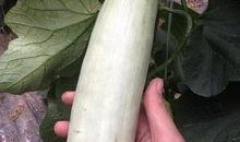 网红的吃瓜群号叫什么